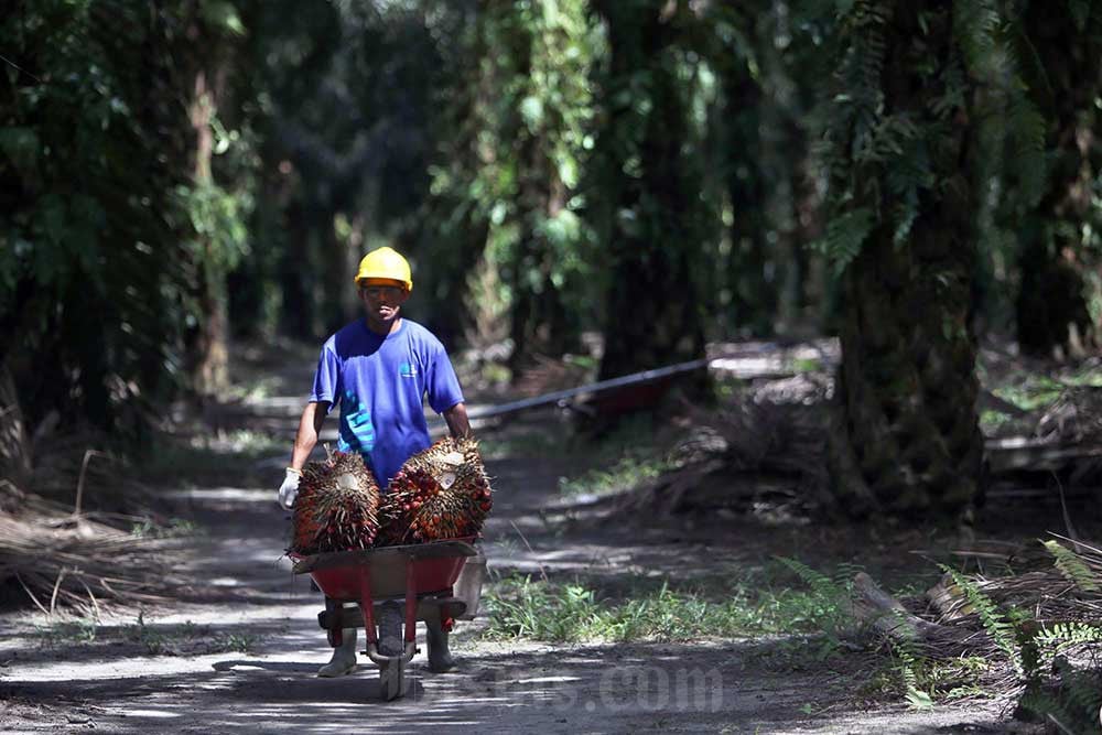 SSMS Cetak laba bersih